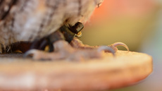 Choliba-Kreischeule (10).jpg